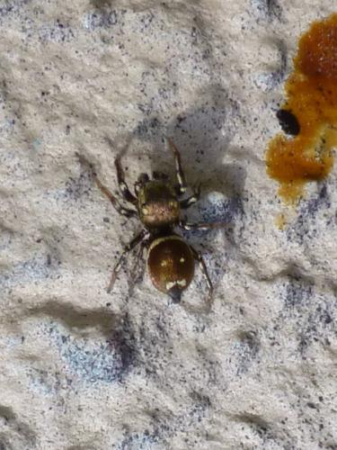 Heliophanus tribulosus